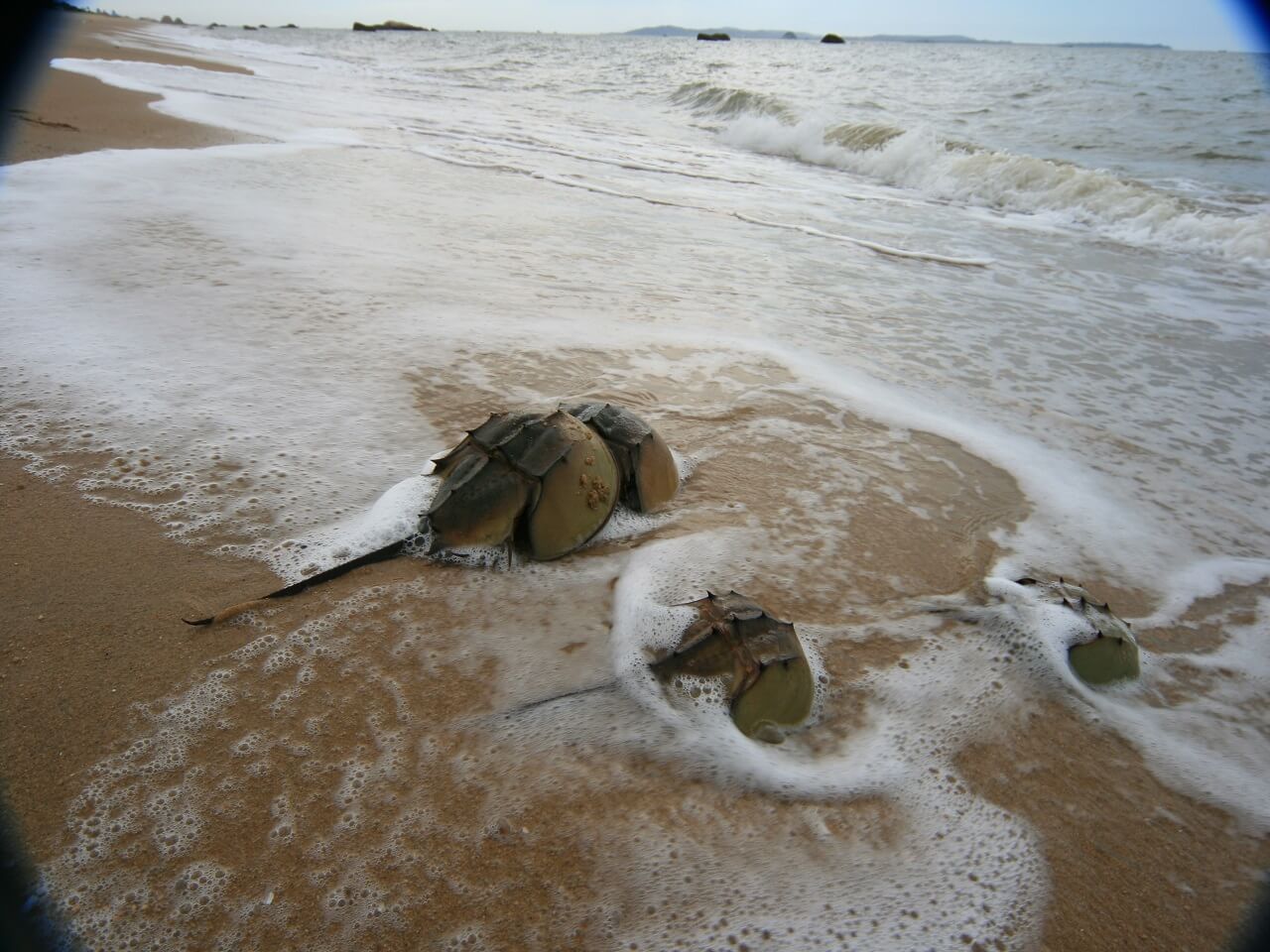 Bioendo will wait for you at W4G78 in CPhI China 2019