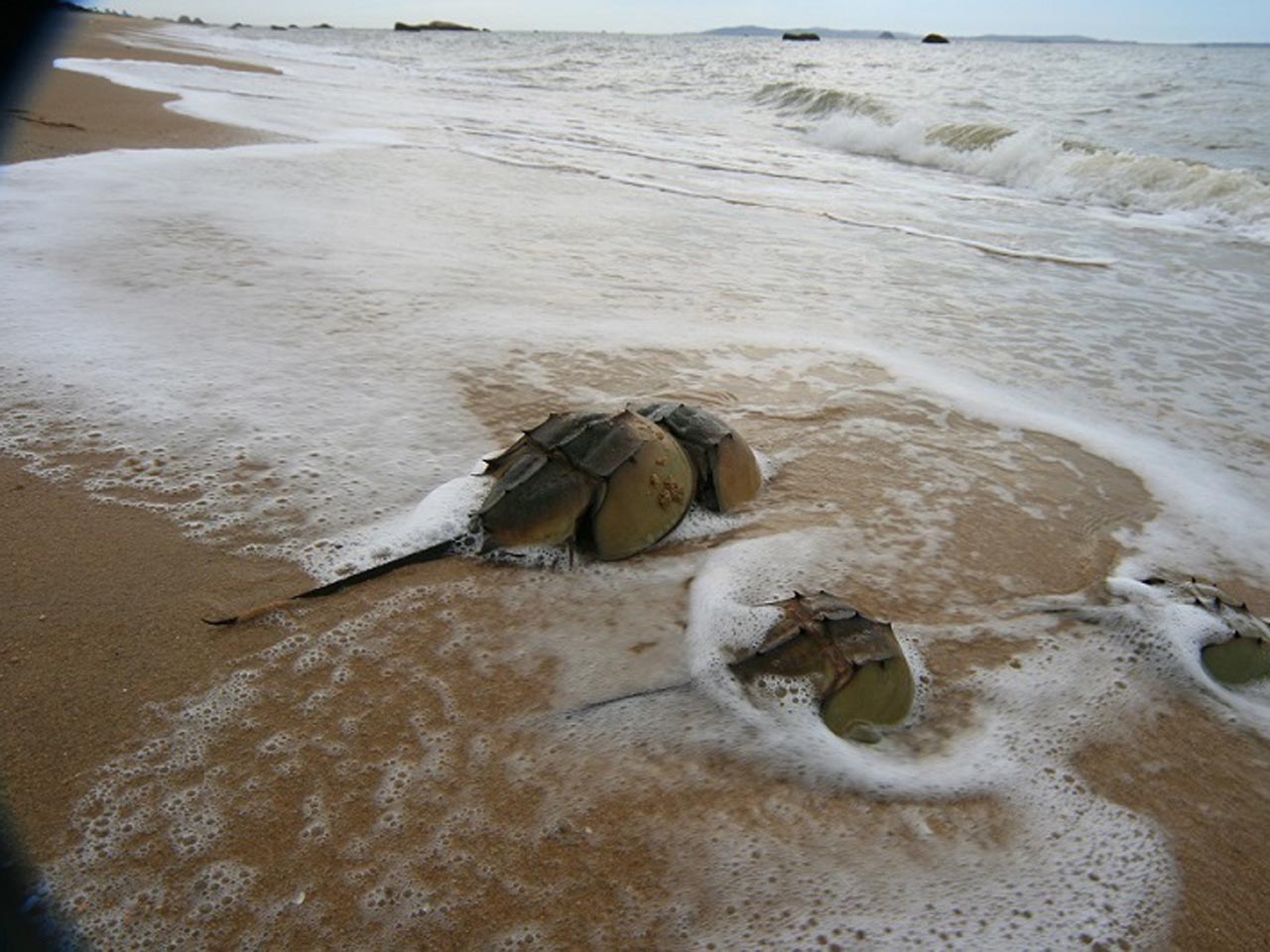 What Is Endotoxins Test?